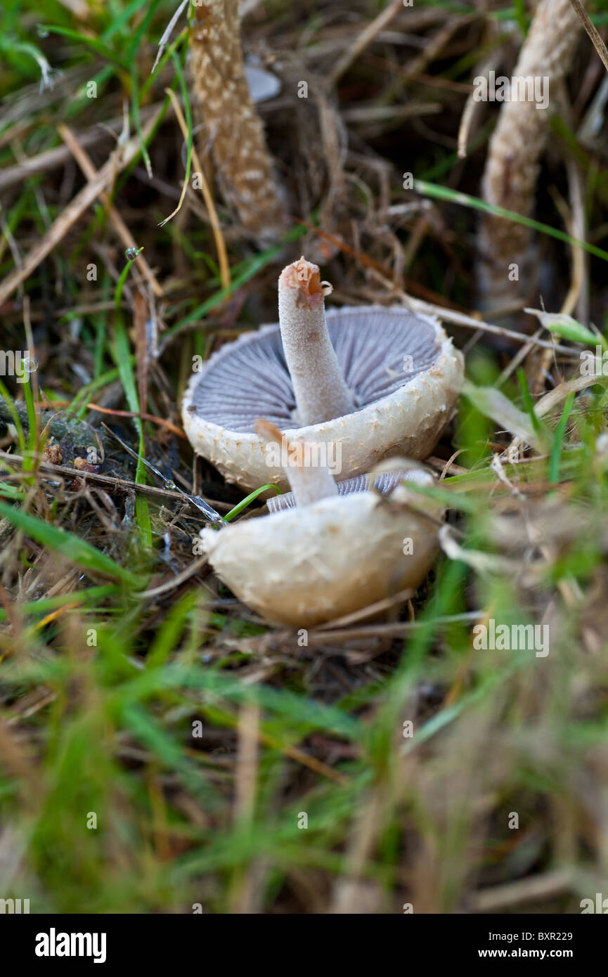 Mushrooms growing on the forest floor Stock Photo