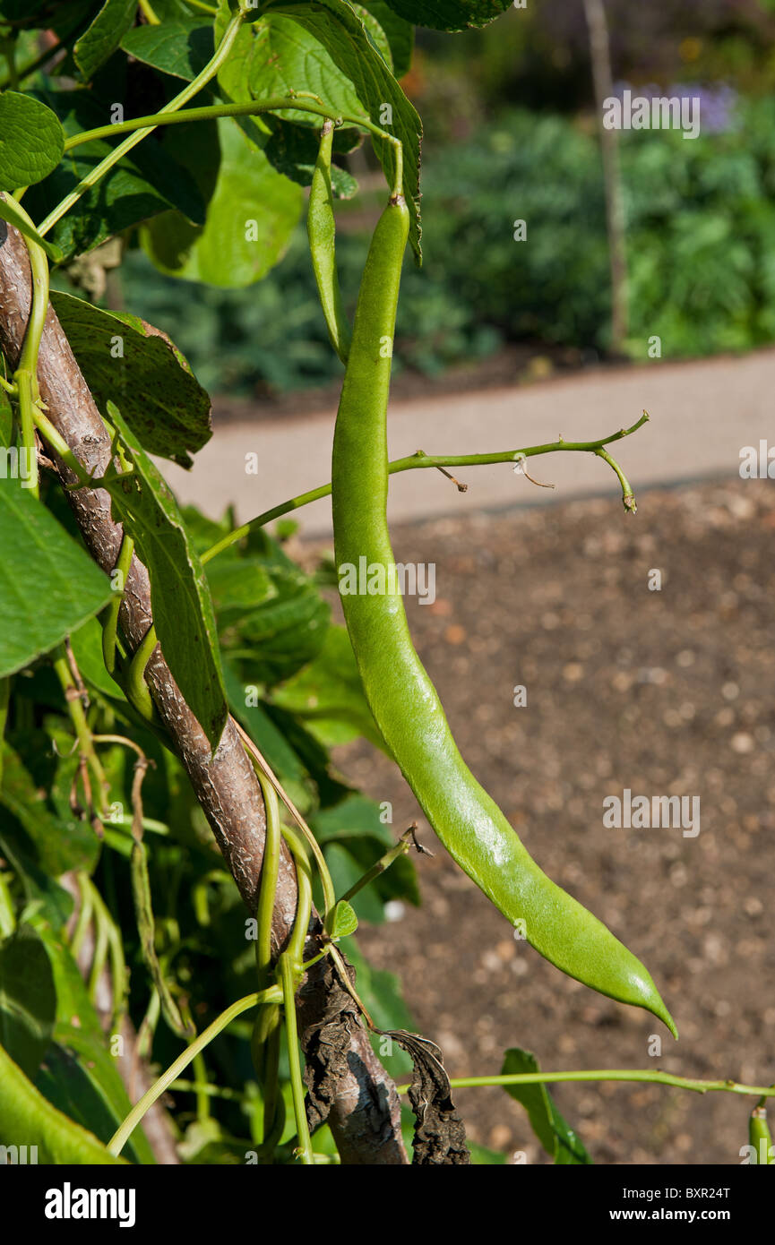 A Runner BEan growing on a plant in an allotment Stock Photo