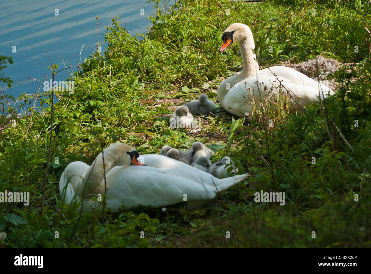 A pair of mute swans on their nest surrounded with young goslings Stock Photo