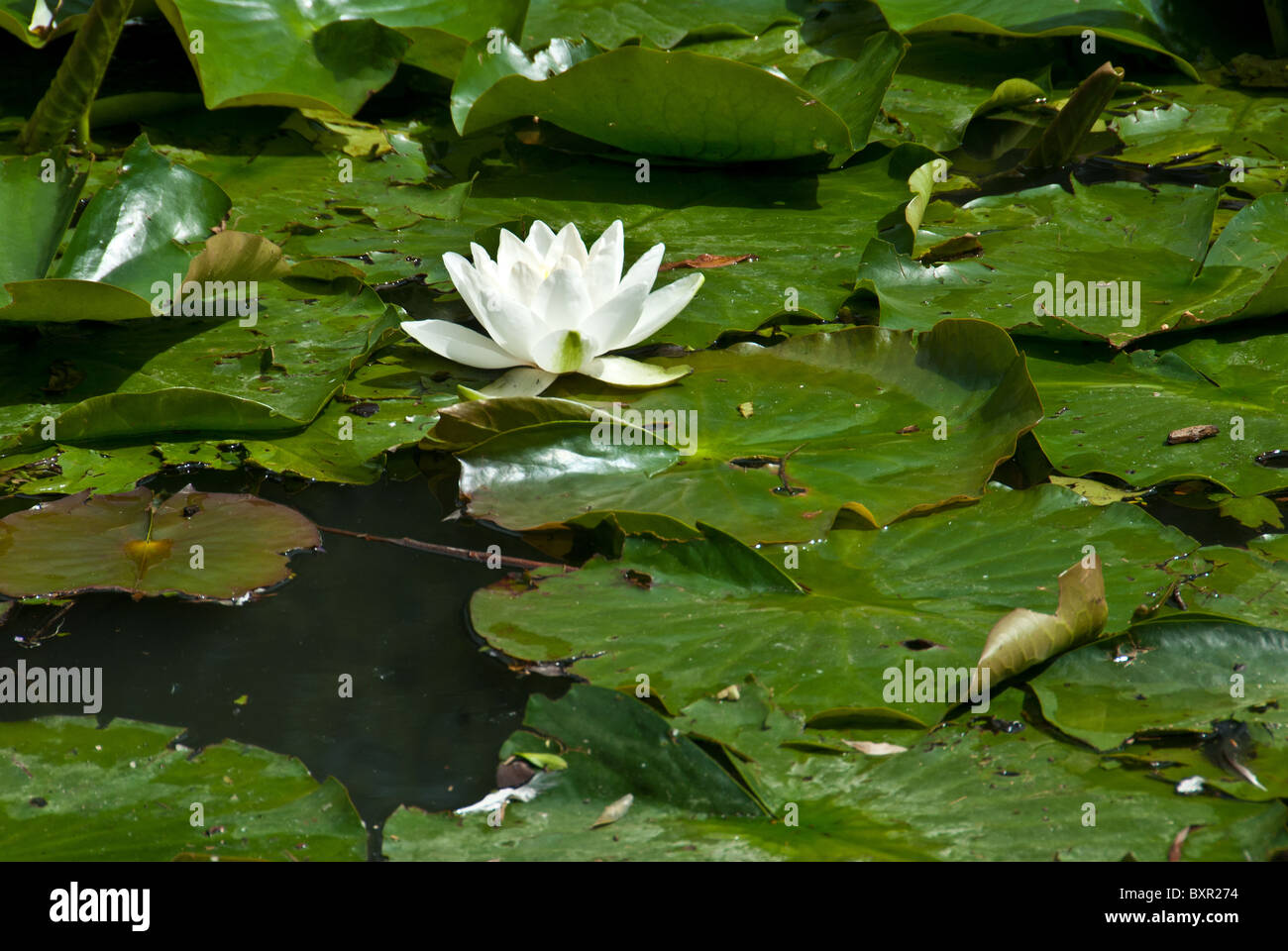 Water Lilies Flowering Stock Photo