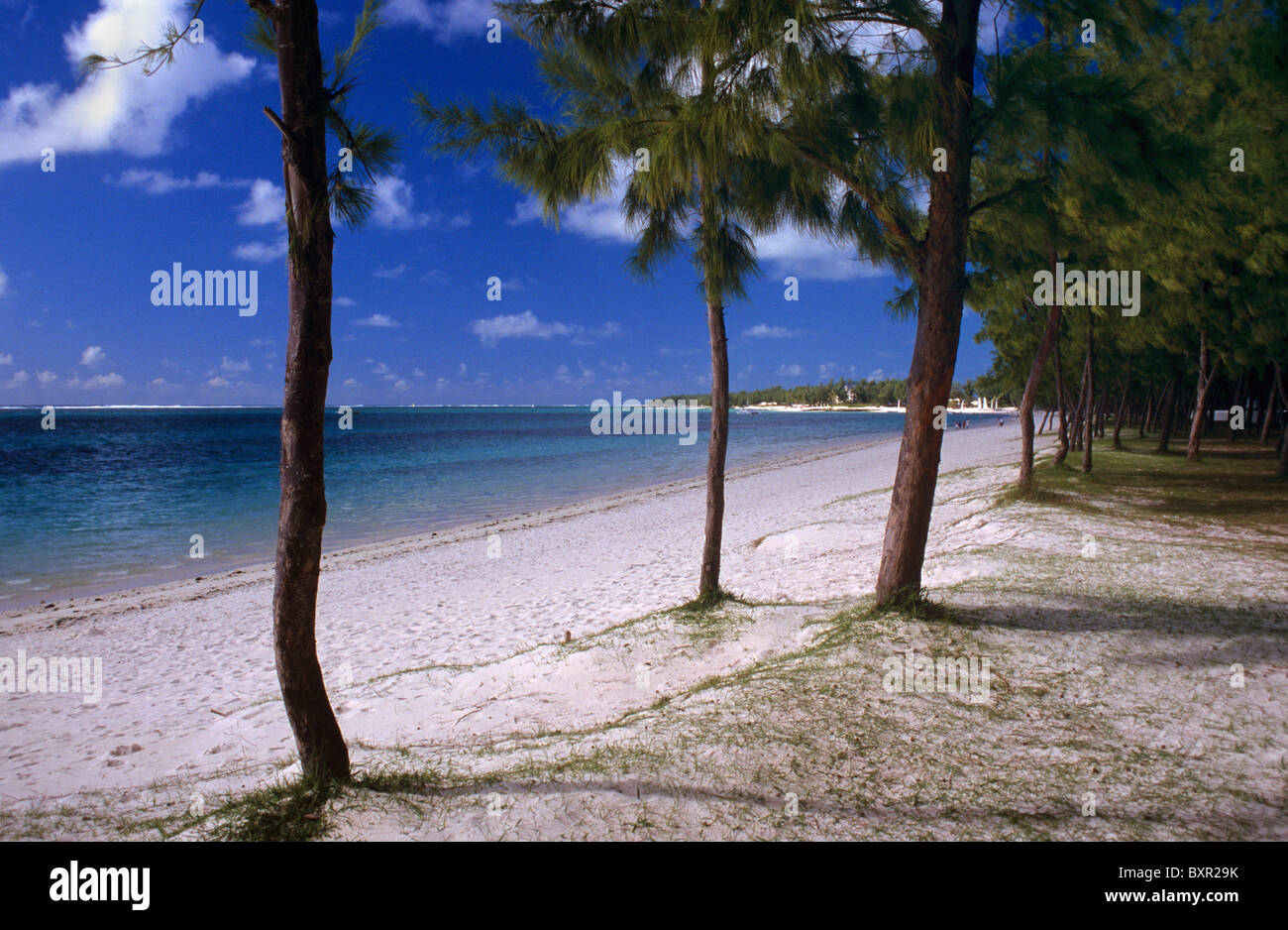 Deserted Belle Mare Beach, with Whistling Pines or Whistling Pine Trees, Casuarina equisetifolia, Mauritius Stock Photo