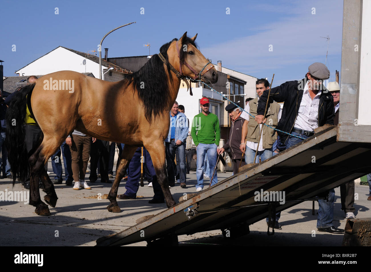 Horse of a truck unloading  'Cattle Fair  '  FONSAGRADA . Lugo  Galiza SPAIN Stock Photo