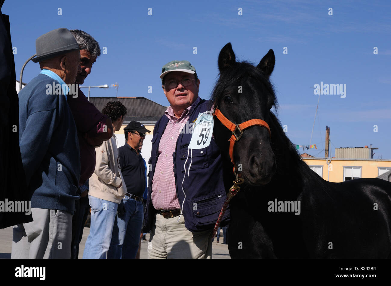Colt for sale  ' Cattle Fair '  FONSAGRADA . Lugo  Galiza SPAIN Stock Photo
