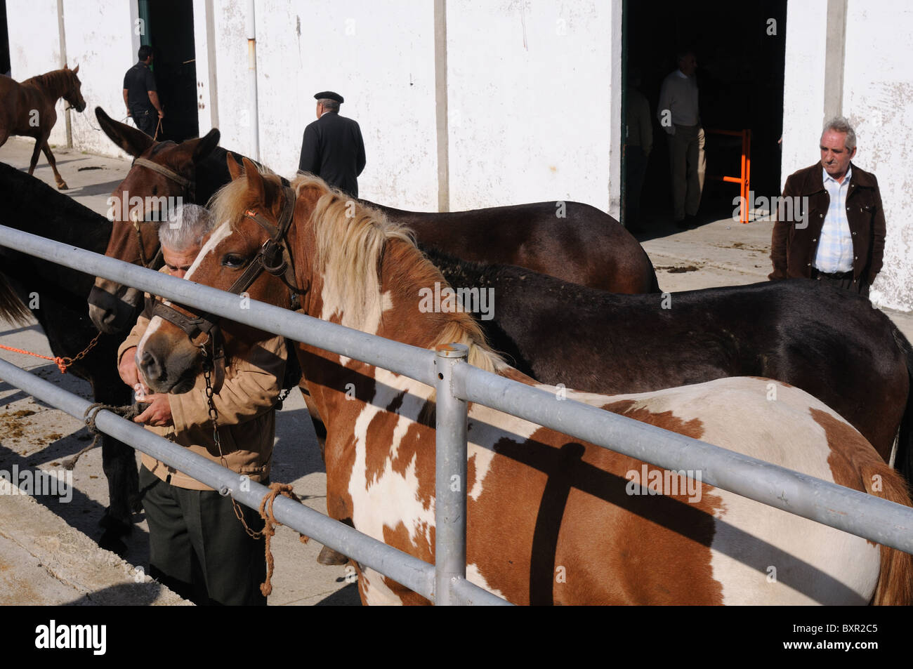 Horses for sale  ' Cattle Fair '   FONSAGRADA . Lugo  Galiza SPAIN Stock Photo