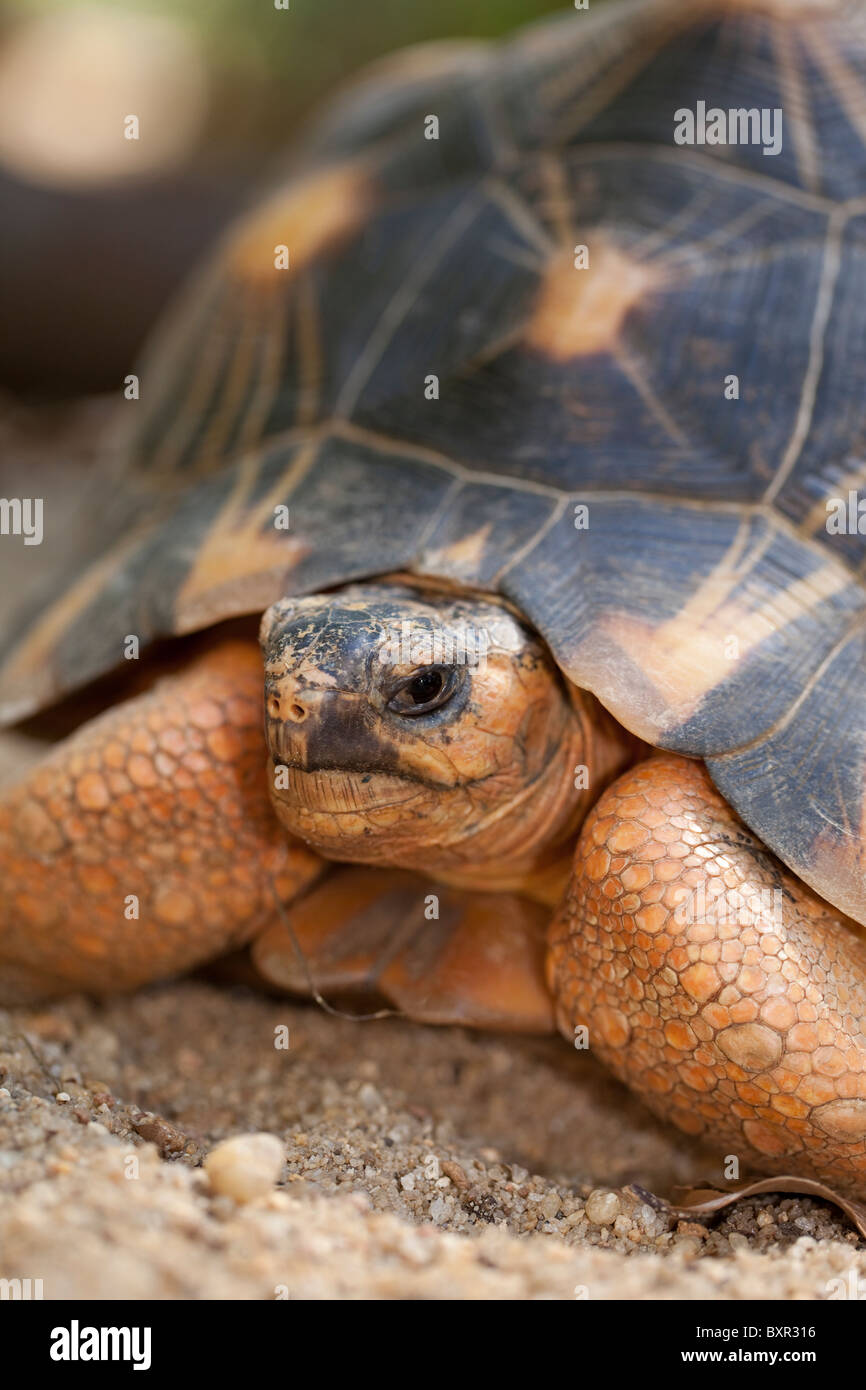 Radiated Tortoise Astrochelys (Geochelone) radiata. Portrait Stock ...