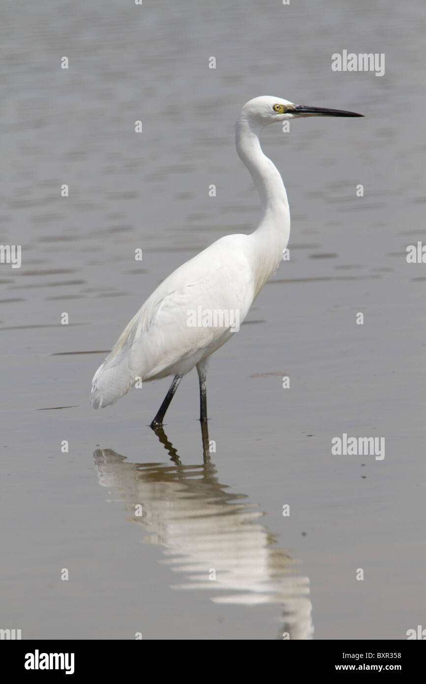 Little Egret (Egretta garzetta) Stock Photo