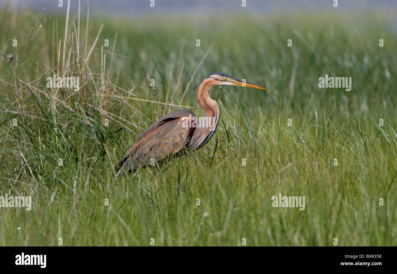 Purple Heron (Ardea purpurea) Stock Photo