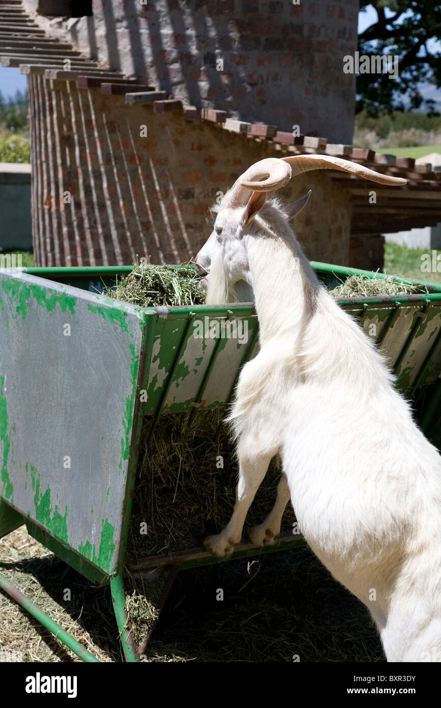 Goat Feeding Stock Photo