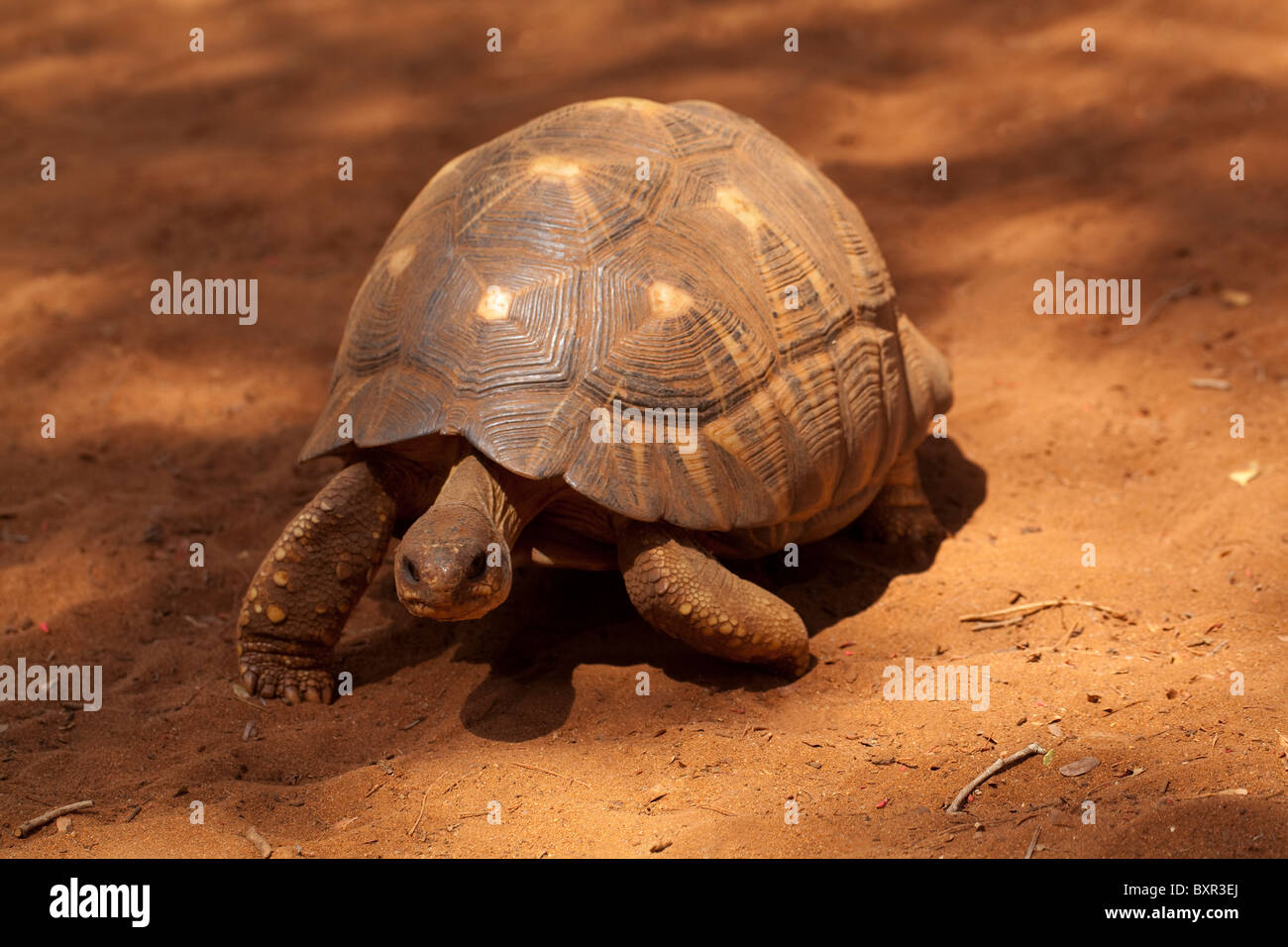 Radiated Tortoise Astrochelys (Geochelone) radiata. Male walking along spiny forest trail seeking a female. Southern Madagascar. Stock Photo