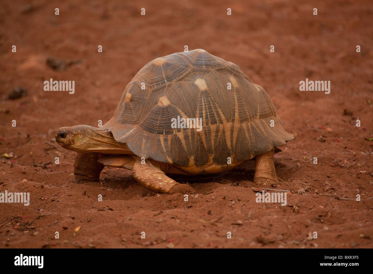 Radiated Tortoises Astrochelys (Geochelone) radiata. Male seeking a female. December. SW Madagascar. Stock Photo