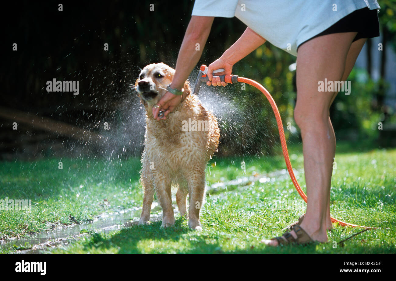 Man cleaning dirty fur of Golden Retriever (Canis lupus familiaris) with garden hose Stock Photo
