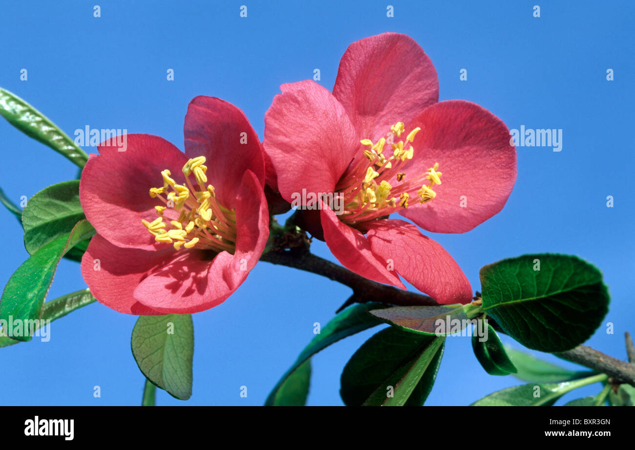 Flowering Japanese quince (Chaenomeles japonica Stock Photo Alamy