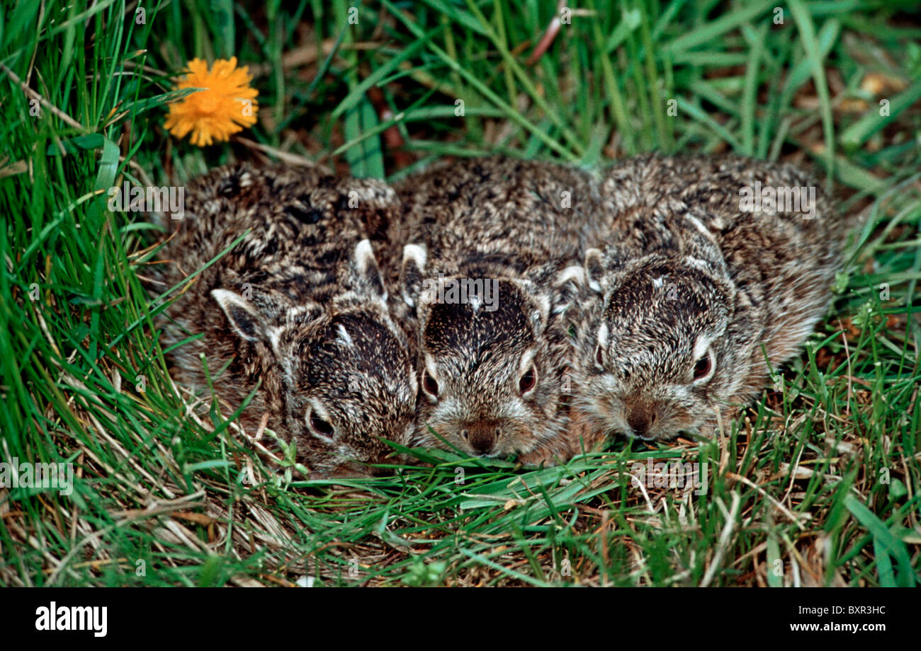 Litter of European hare leverets (Lepus europaeus) hiding in grass Stock Photo