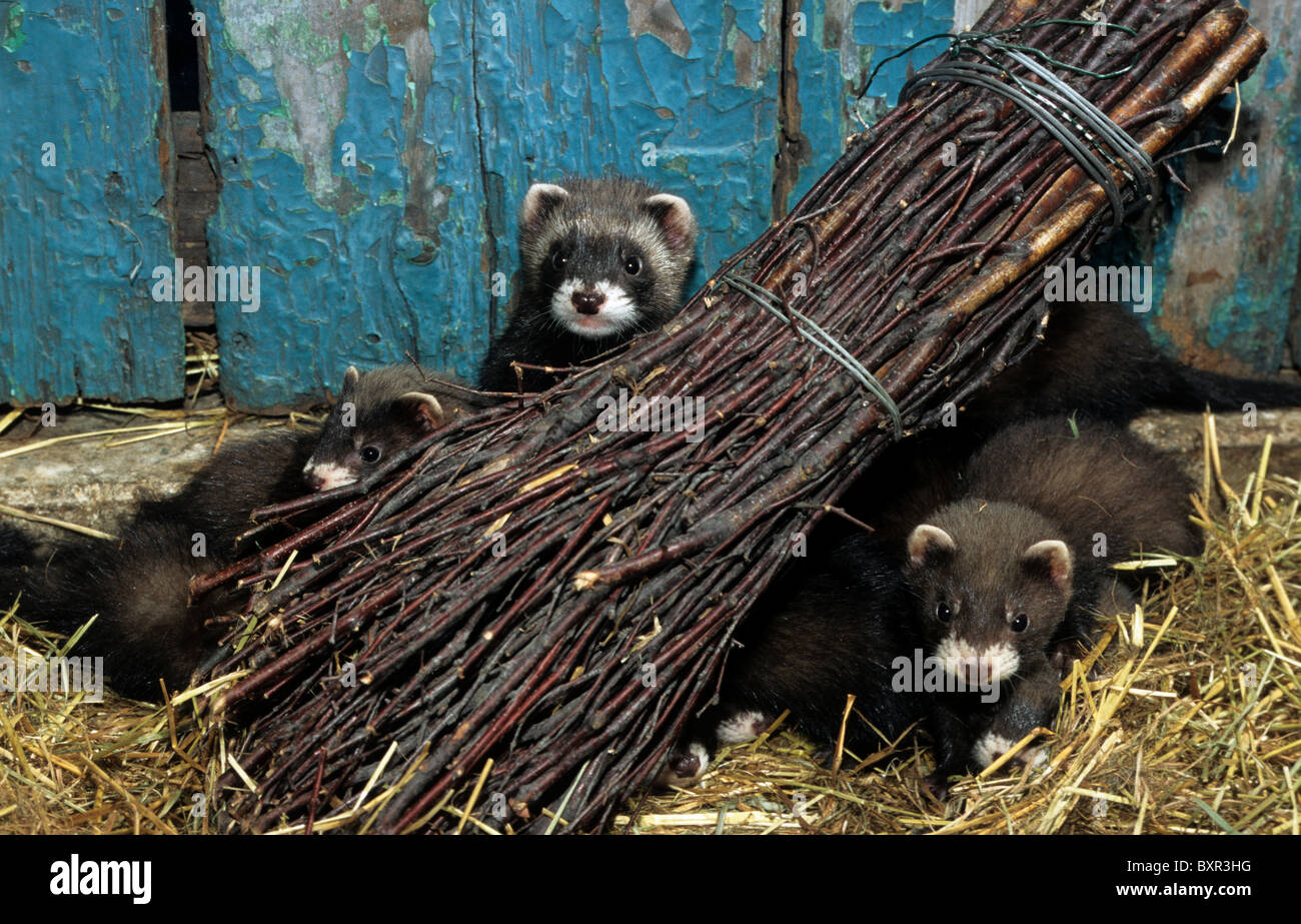 young-european-polecats-mustela-putorius-hiding-behind-faggot-of-wood-BXR3HG.jpg