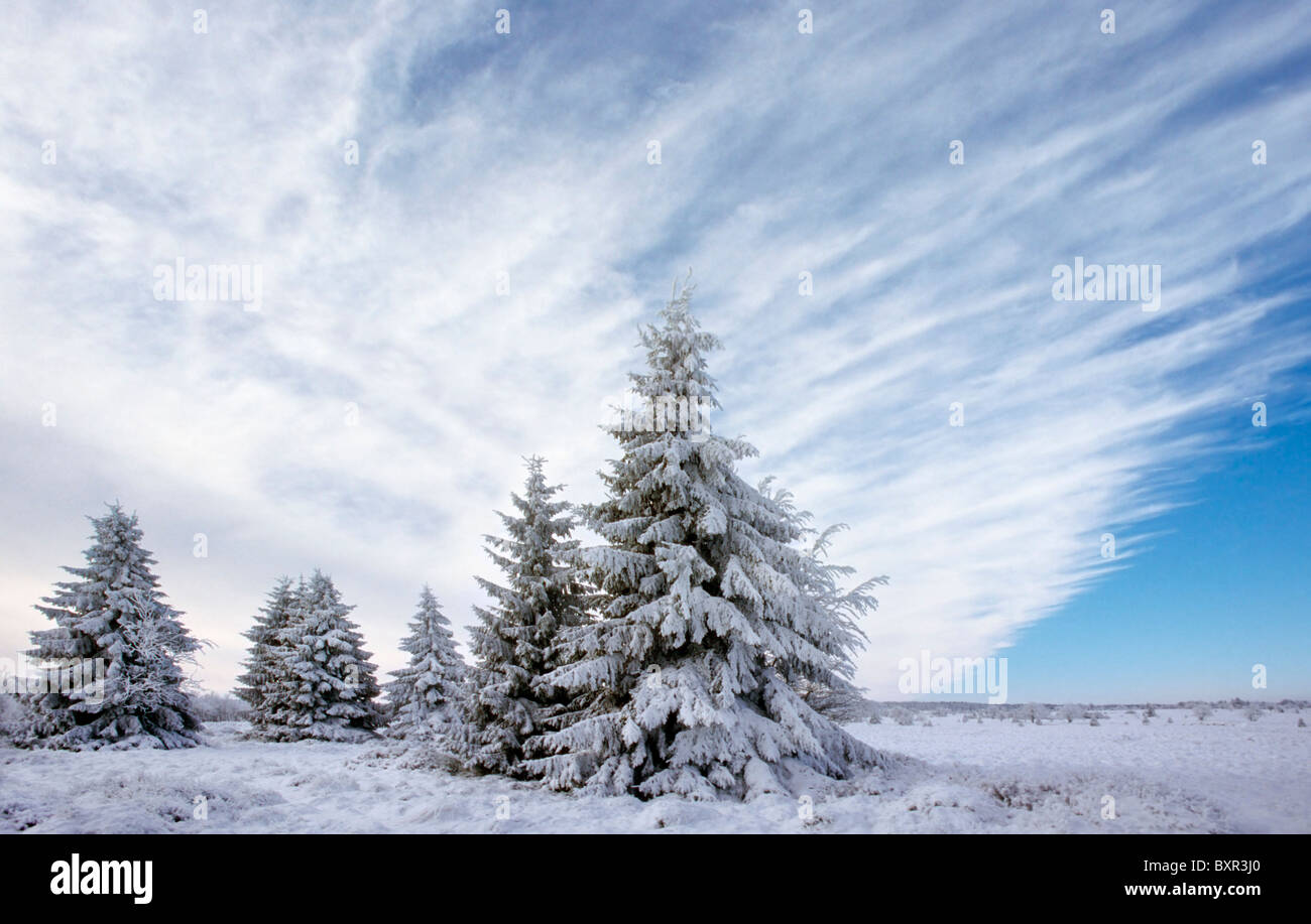 Spruce trees covered in snow in winter, High Fens / Hautes Fagnes, Belgian Ardennes, Belgium Stock Photo