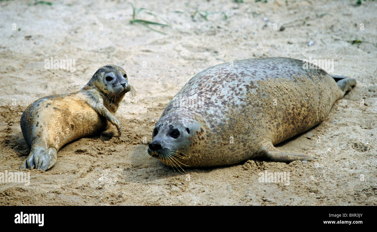 Female harbor seal / common seal (Phoca vitulina) with pup on the beach Stock Photo