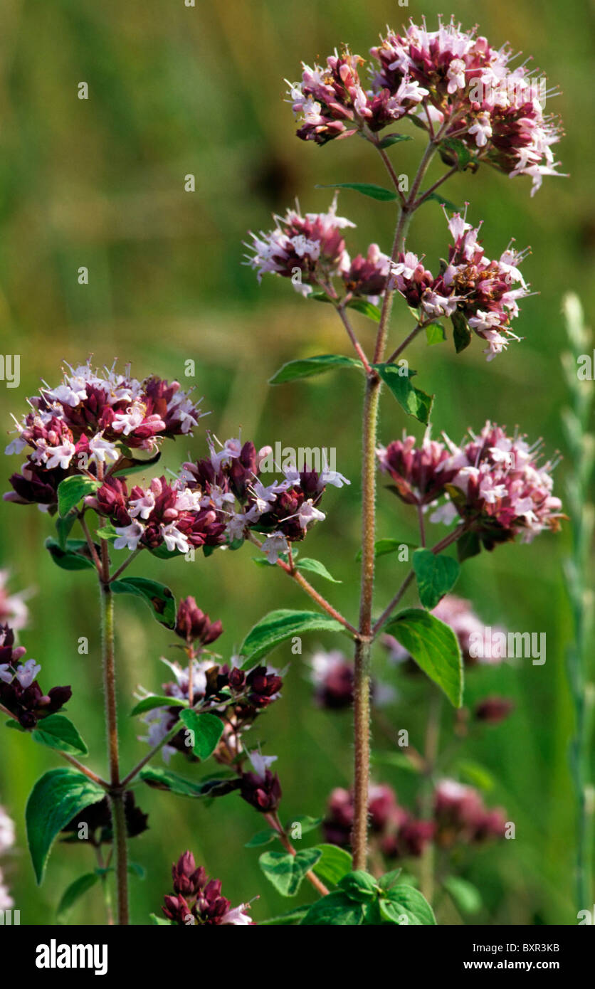 Marjoram / Oregano (Origanum vulgare / Origanum vulgaris), Europe Stock
