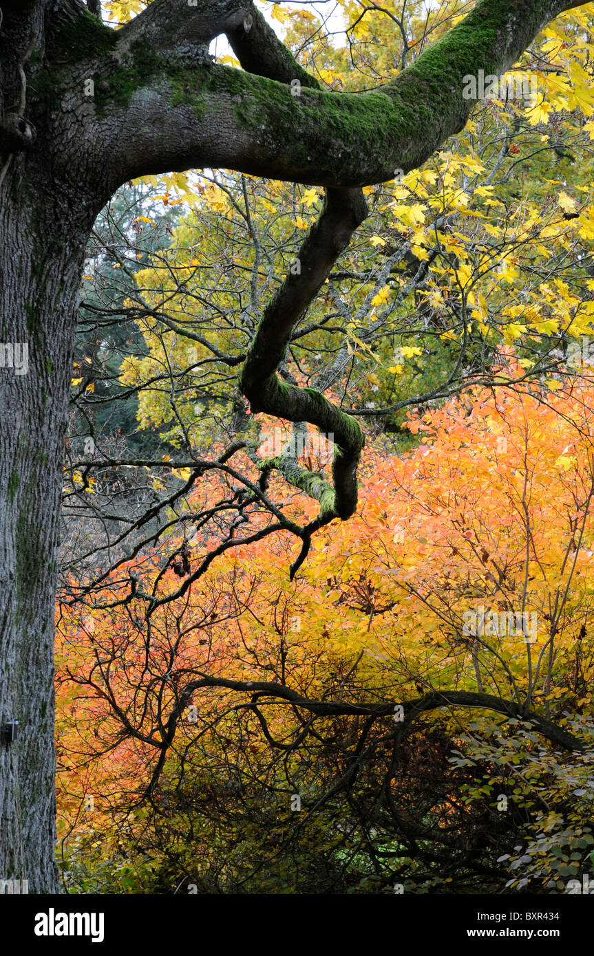 Trunk leaves autumn westonbirt hi-res stock photography and images - Alamy