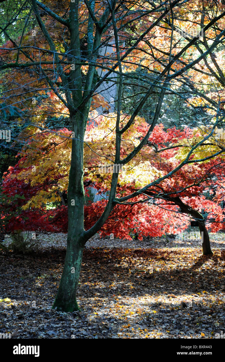 Autumnal scene Stock Photo