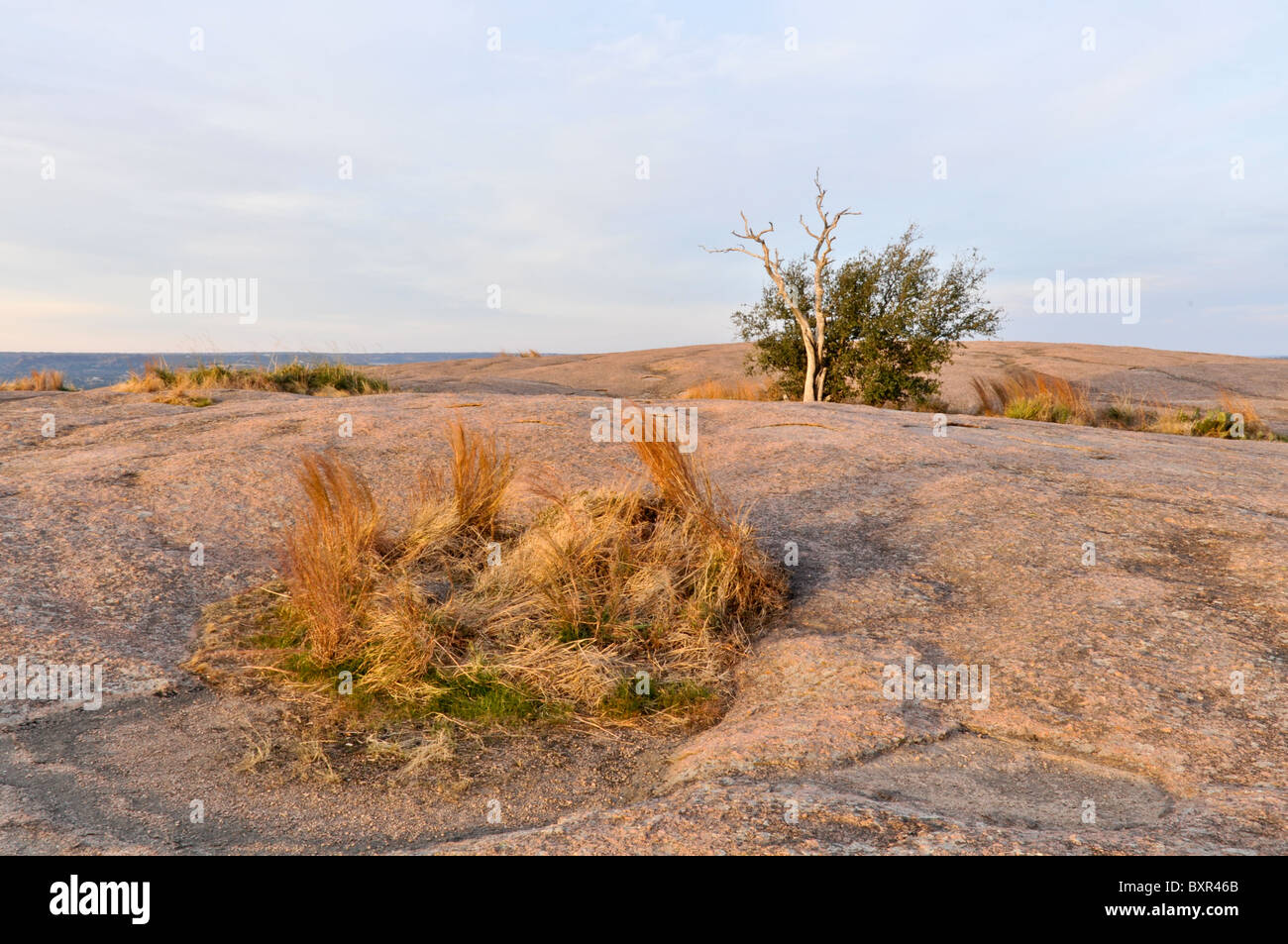 Islands of vegetation on large granite batholith, Enchanted Rock Natural Area, Fredricksburg, Texas Stock Photo