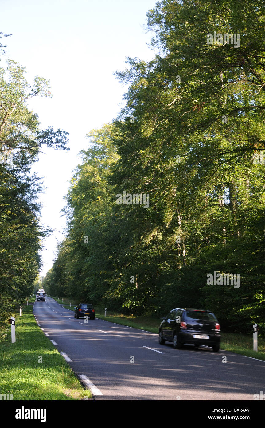 Cars travelling along Depatment road D332 through avenue of trees in Compiegne Forest France Stock Photo