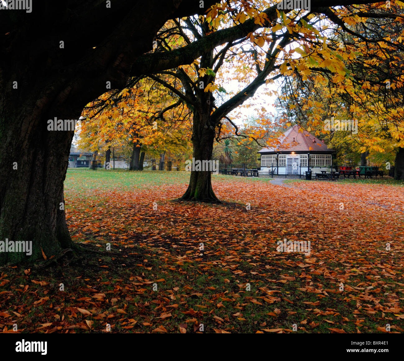 phoenix park tea room rooms cafe coffee shop autumn fall dublin ireland