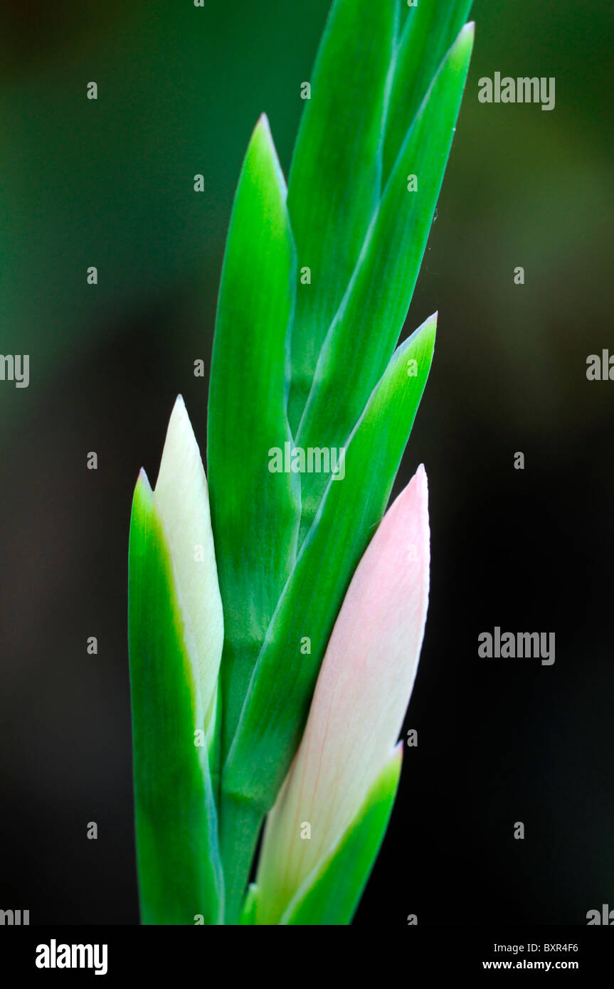 schizostylis coccinea pink princess kaffir lily lilies flower bloom