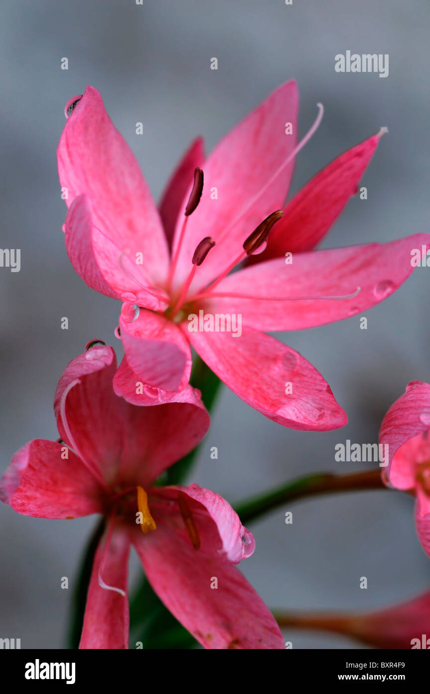 schizostylis coccinea salmon charm pink kaffir lily lilies flower