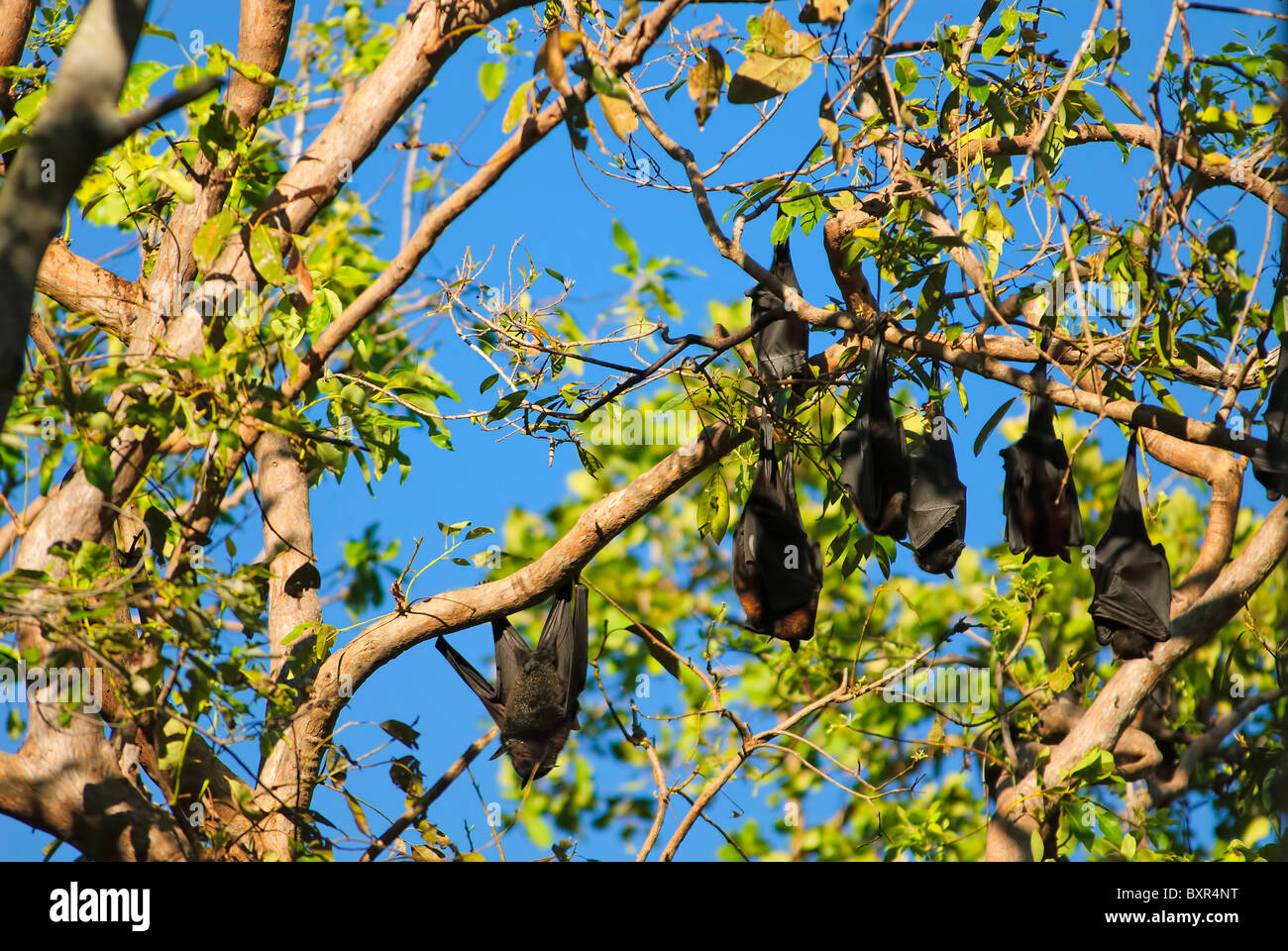 Fruit bats, australia Stock Photo Alamy