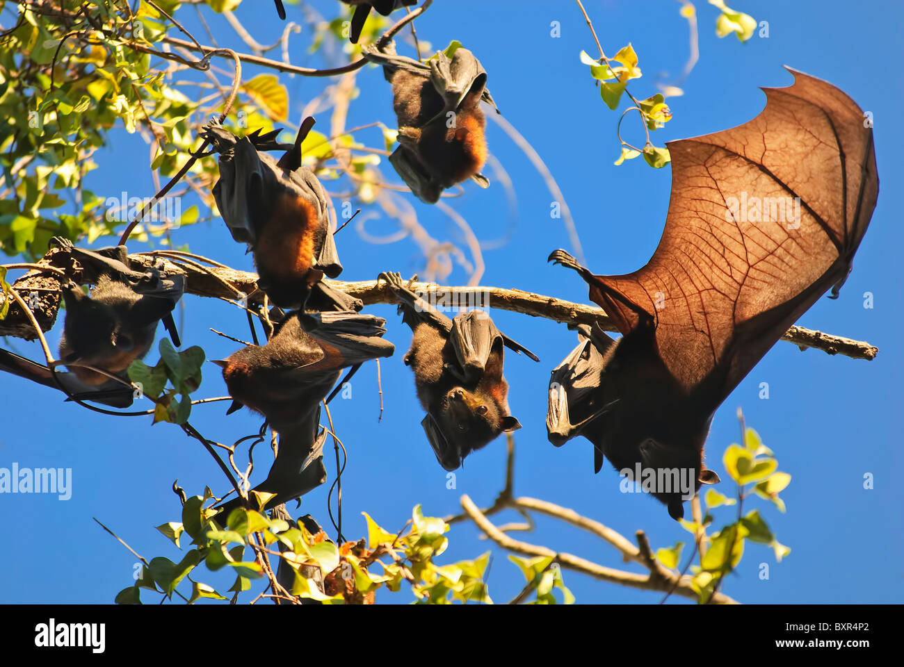 Fruit bats, australia Stock Photo Alamy