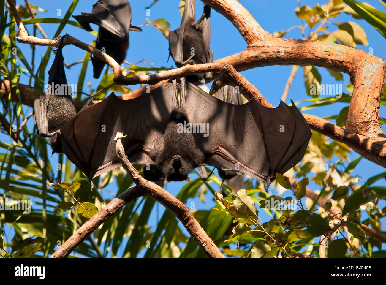 Fruit bats, australia Stock Photo Alamy