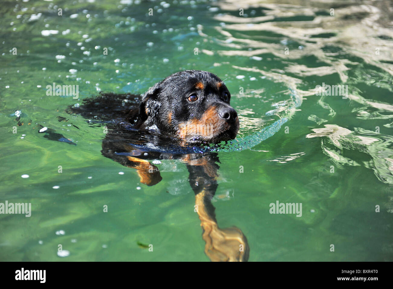 Dog swimming rottweiler river hi-res stock photography and images - Alamy
