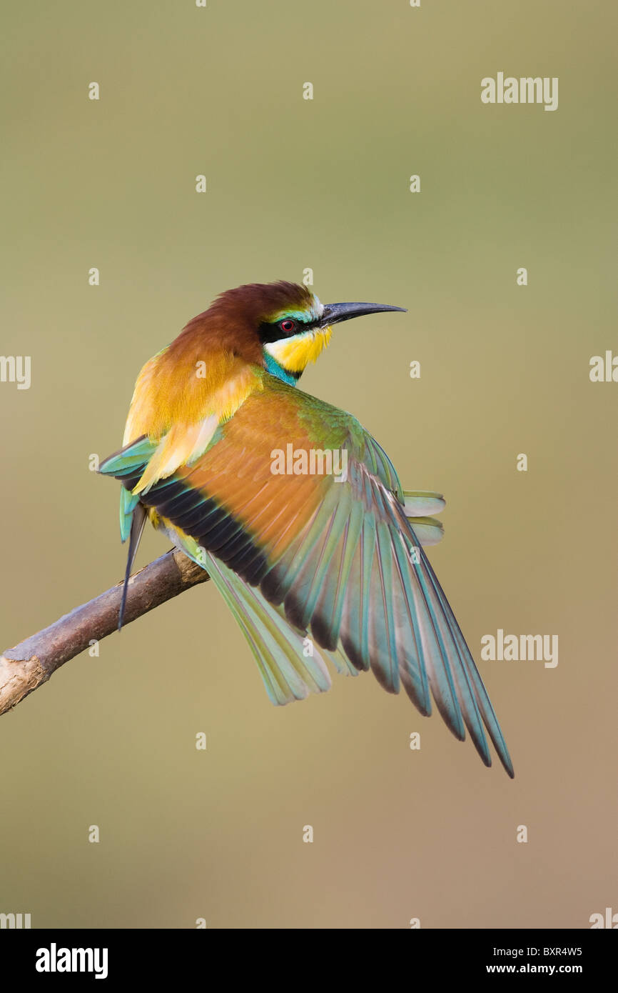 European Bee-eater (Merops apiaster) stretching wing while perched on a dead branch Stock Photo