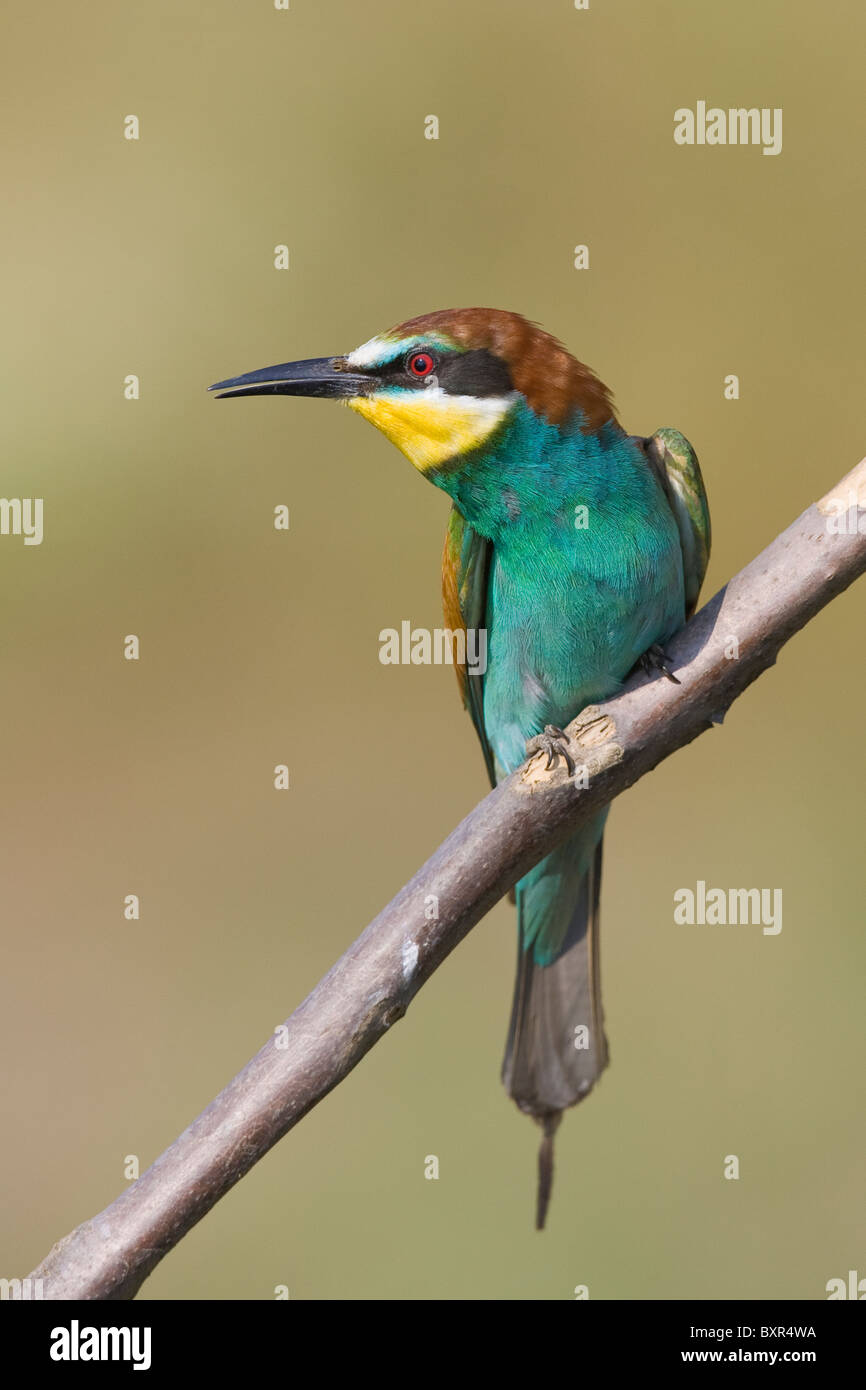 European Bee-eater (Merops apiaster) in alert posture perched on a dead branch Stock Photo