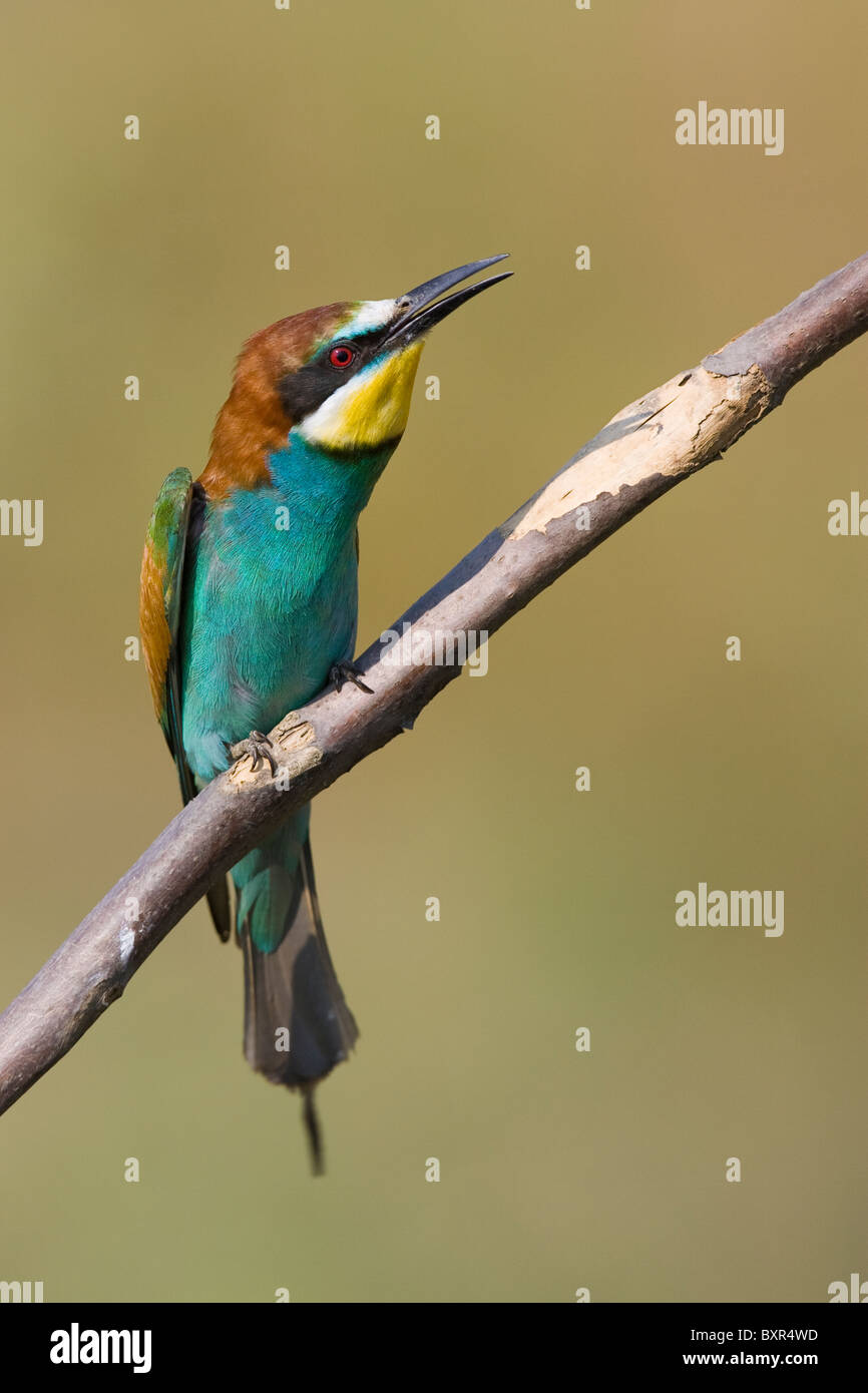 European Bee-eater (Merops apiaster) in aggresive posture perched on a dead branch Stock Photo