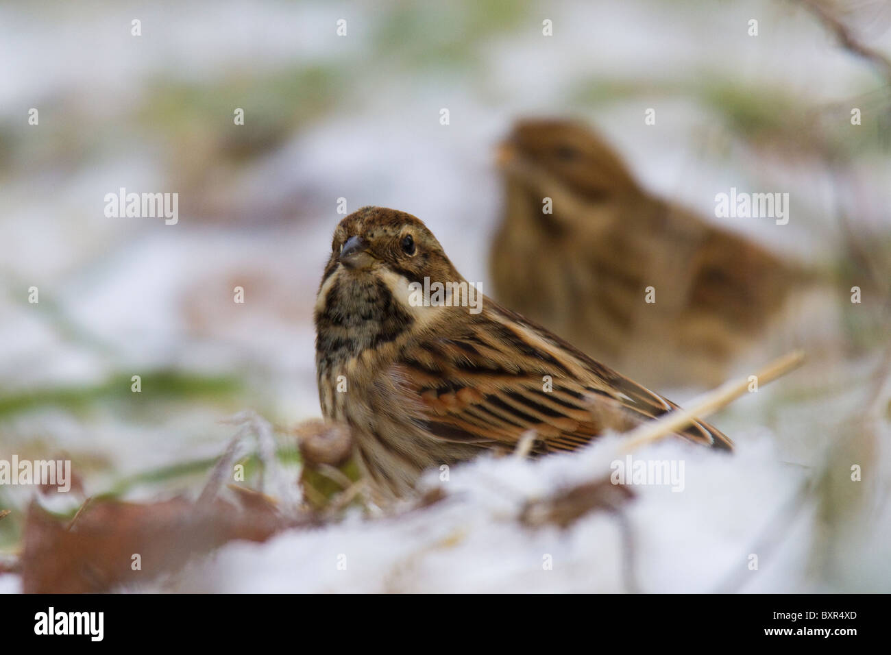 winter male Common Reed Bunting (Emberiza schoeniclus) on the ground in the snow with female in the background Stock Photo