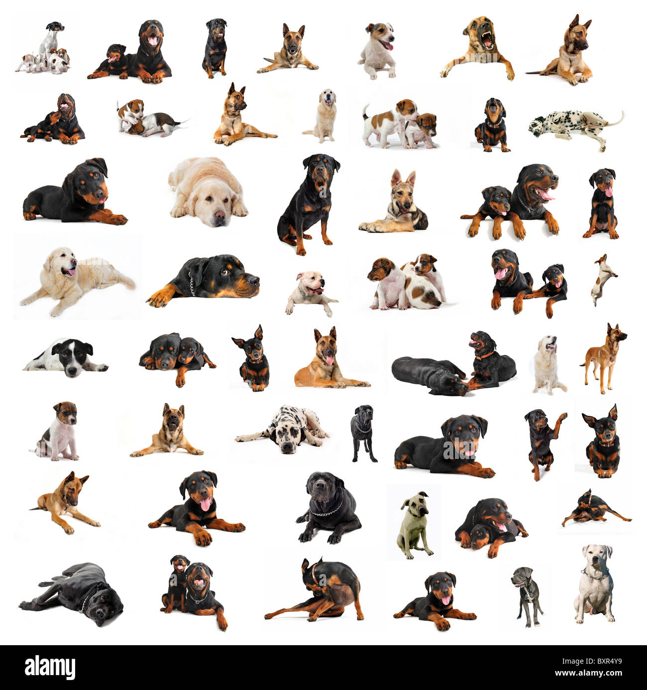 composite picture with purebred dogs in a white background Stock Photo