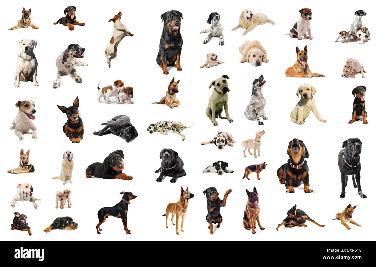 composite picture with purebred dogs in a white background Stock Photo ...