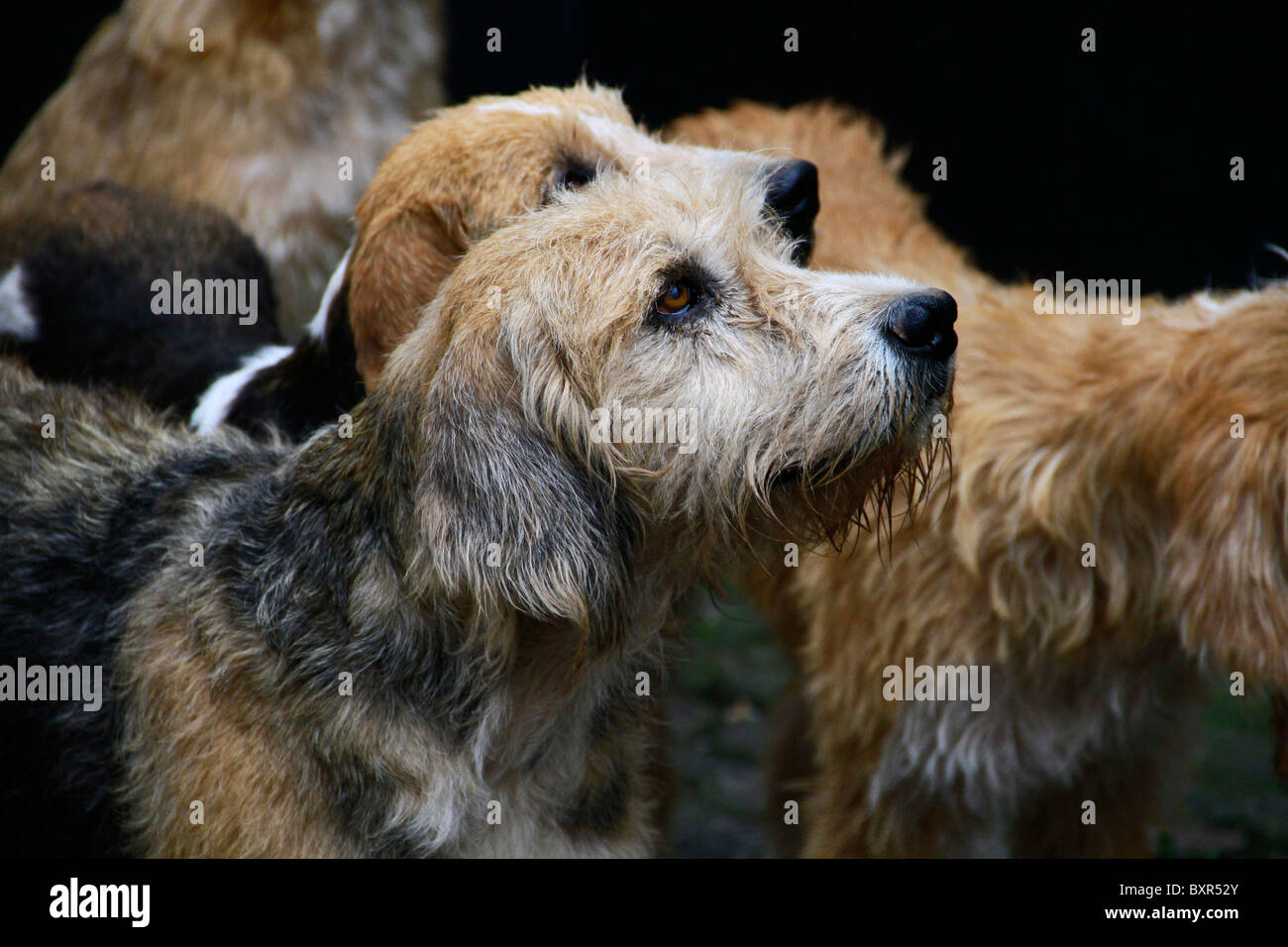 Welsh hounds discount