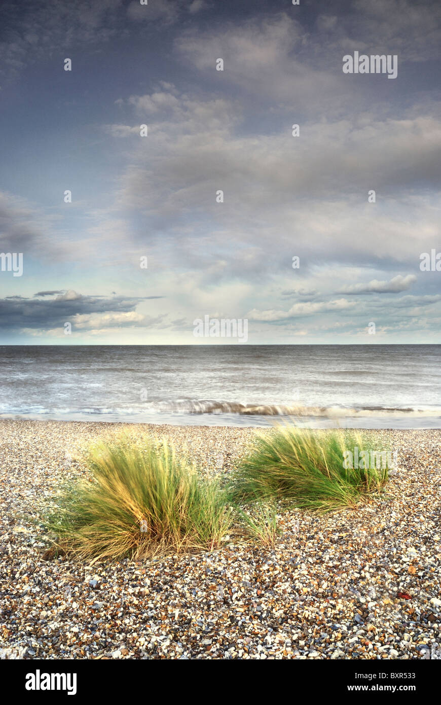 Tufts of marram grass on Kessingland beach (SSSI), Suffolk, uk Stock Photo