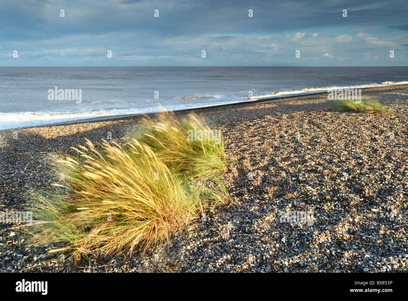 Tufts of marram grass on Kessingland beach (SSSI), Suffolk, uk Stock Photo