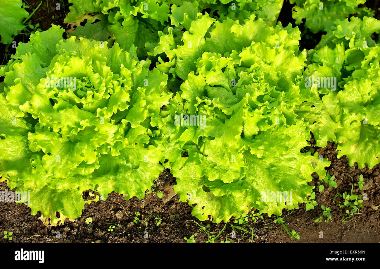 Green lettuce in soil Stock Photo Alamy