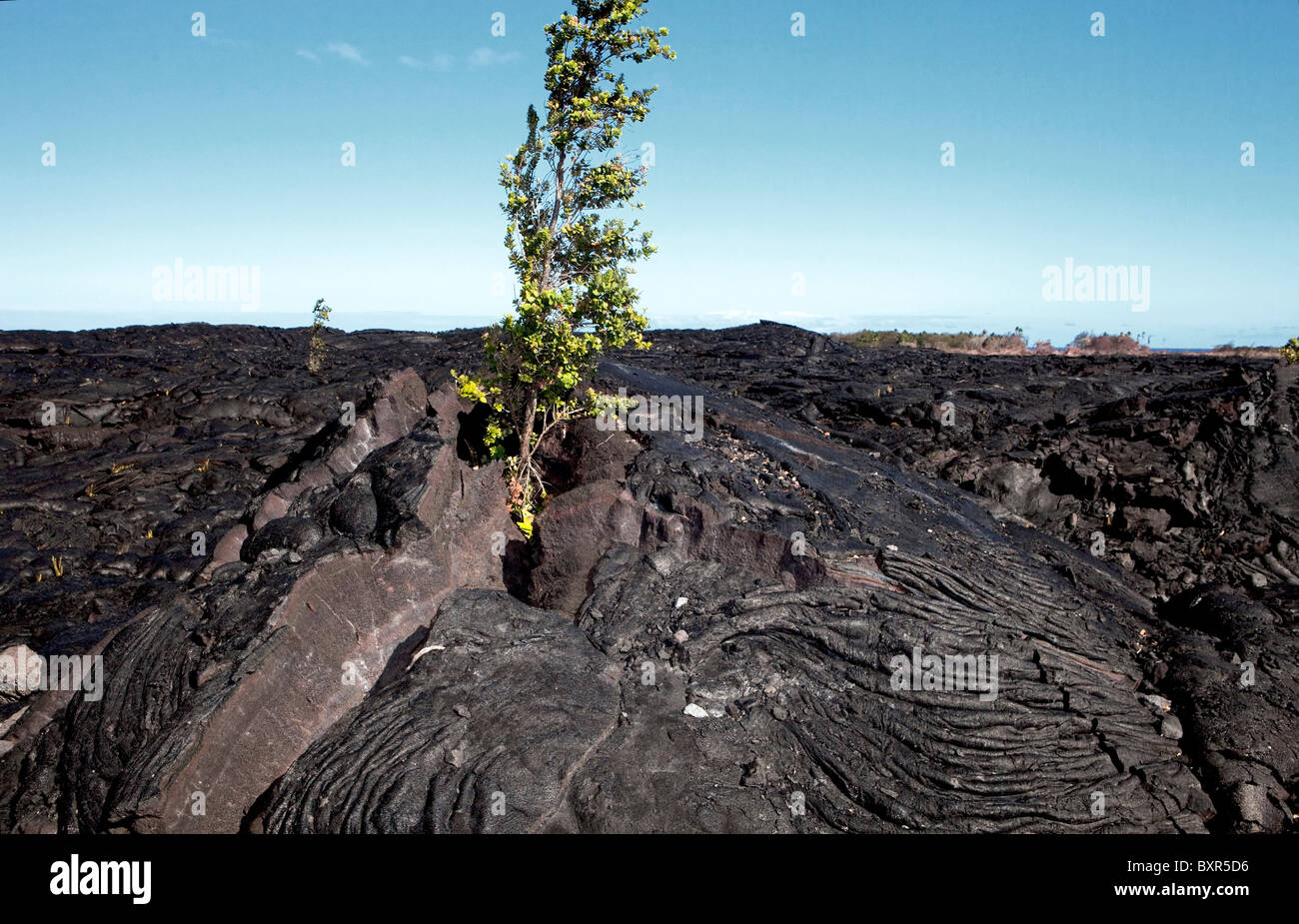 A tree growing in a field of volcanic lava on the Big Island in Hawaii Stock Photo