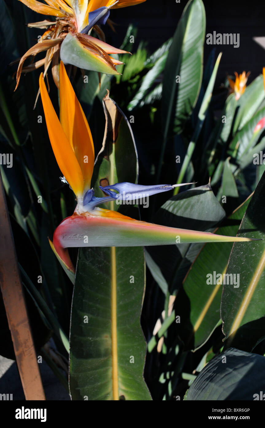 Bird of Paradise flowers in winter bloom. California Stock Photo Alamy
