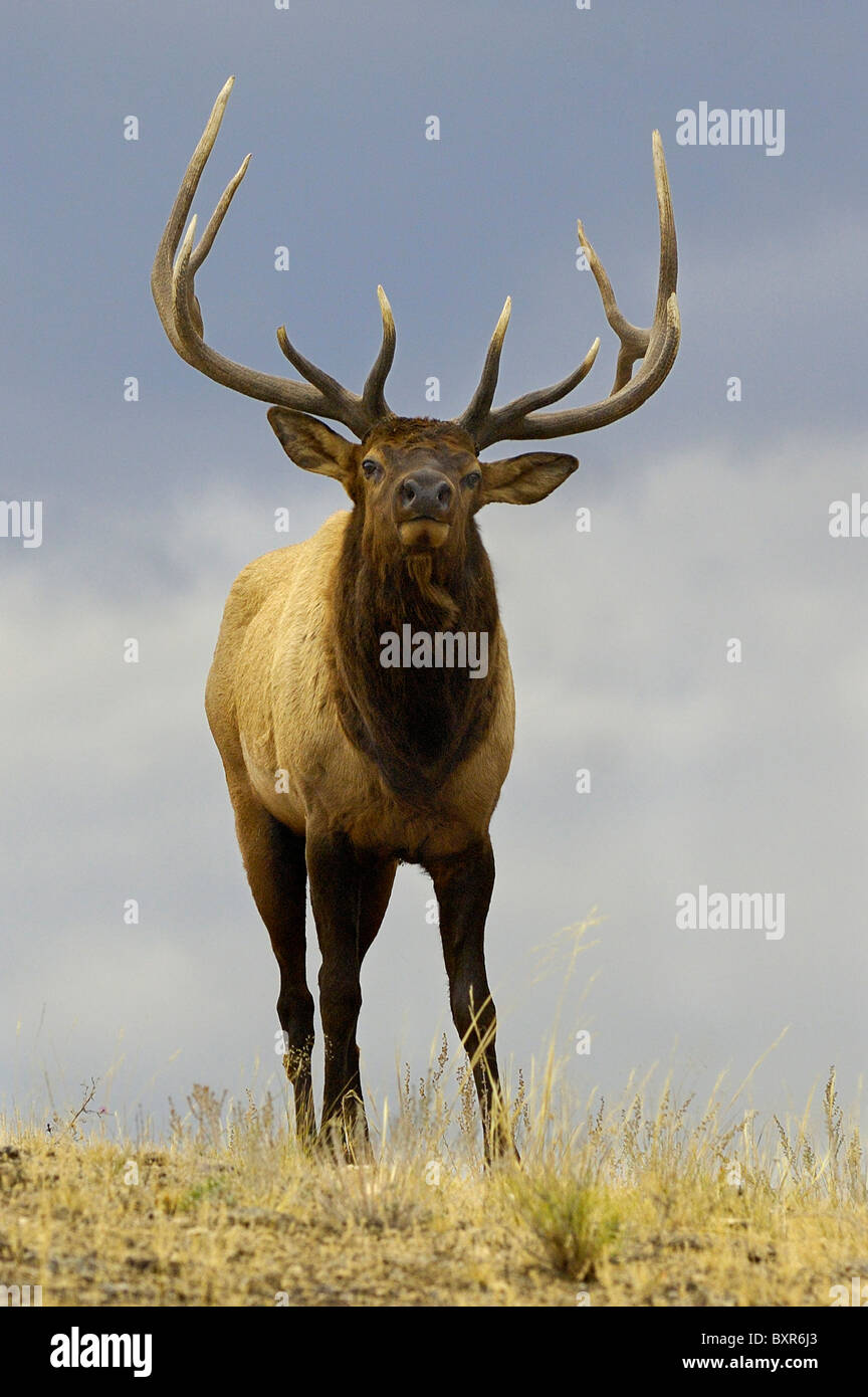 A large Bull Elk close up on a ridge as night falls in Yellowstone National Park. Stock Photo