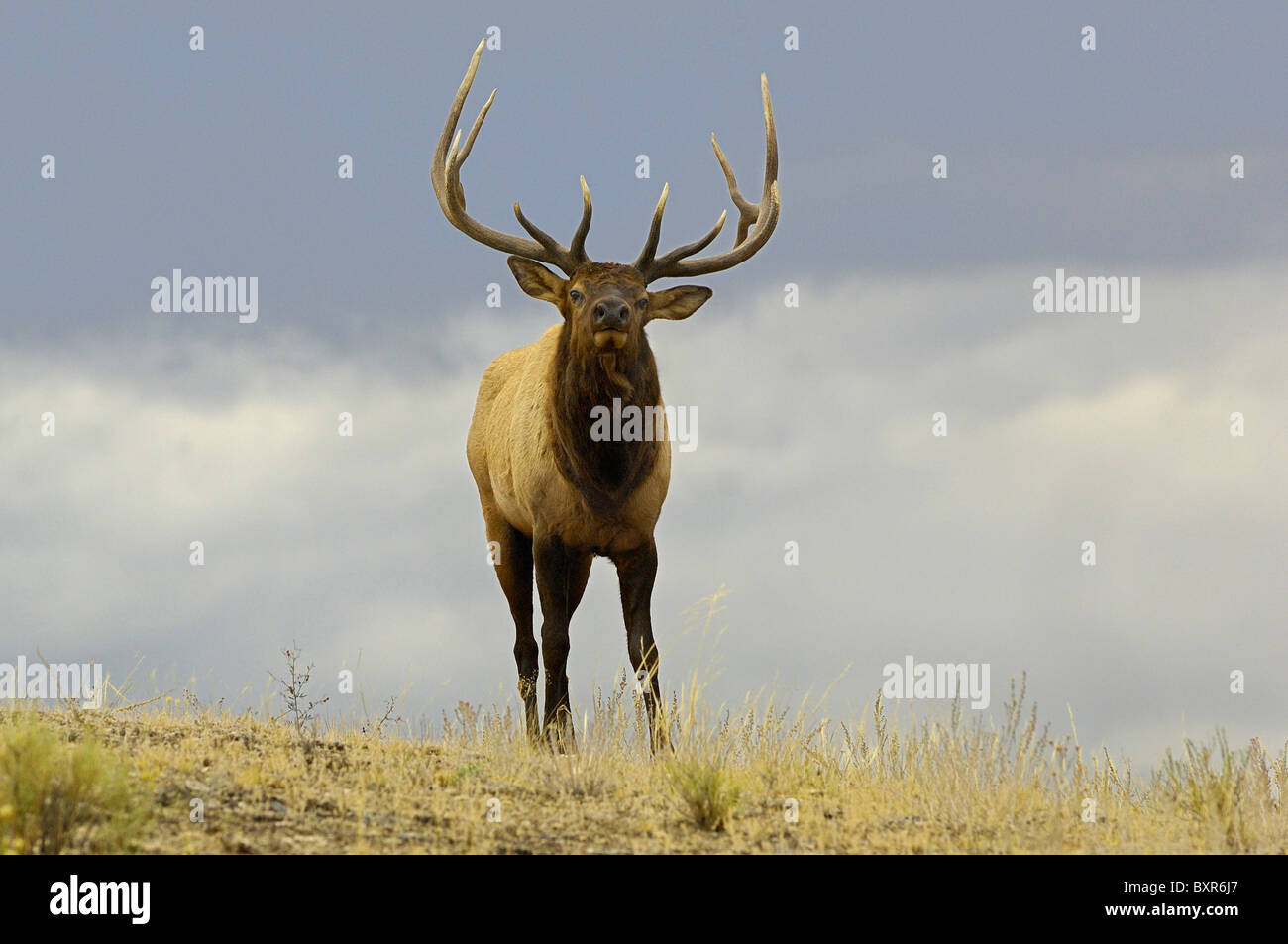 A large Bull Elk close up on a ridge as night falls in Yellowstone National Park. Stock Photo