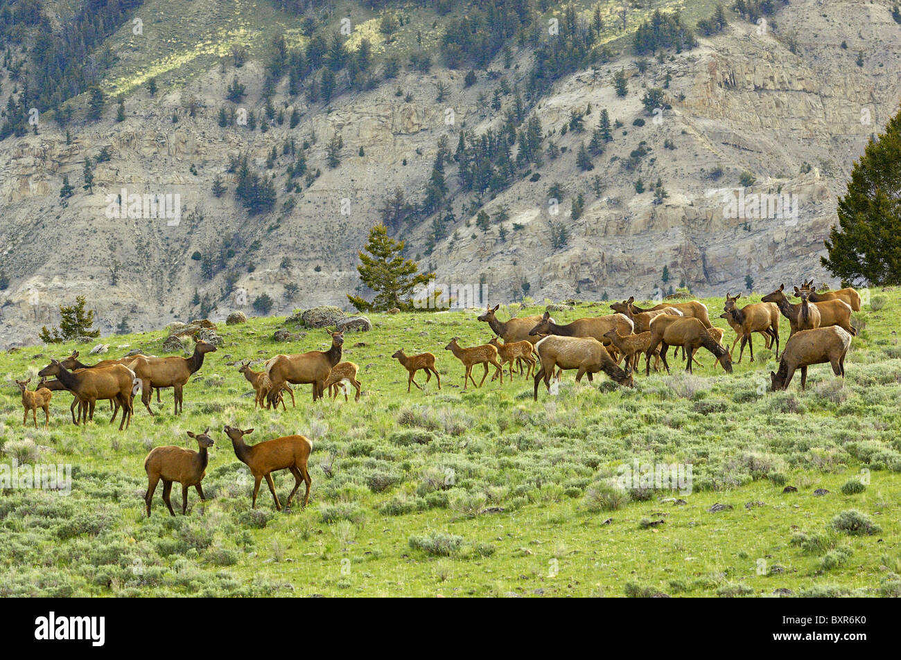 Elk herd in Yellowstone National Park Stock Photo