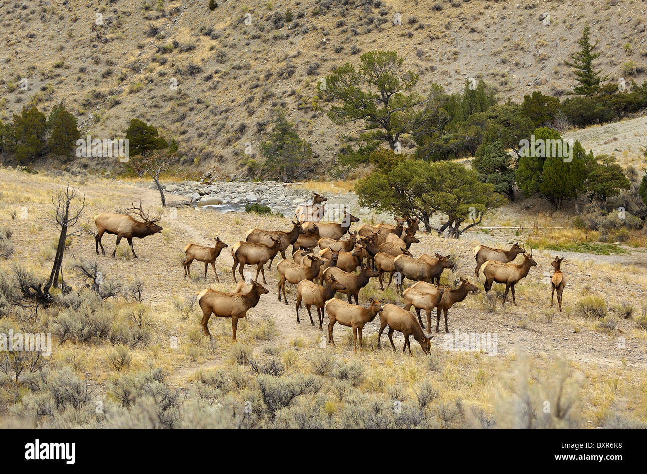 Elk herd in Yellowstone National Park Stock Photo Alamy