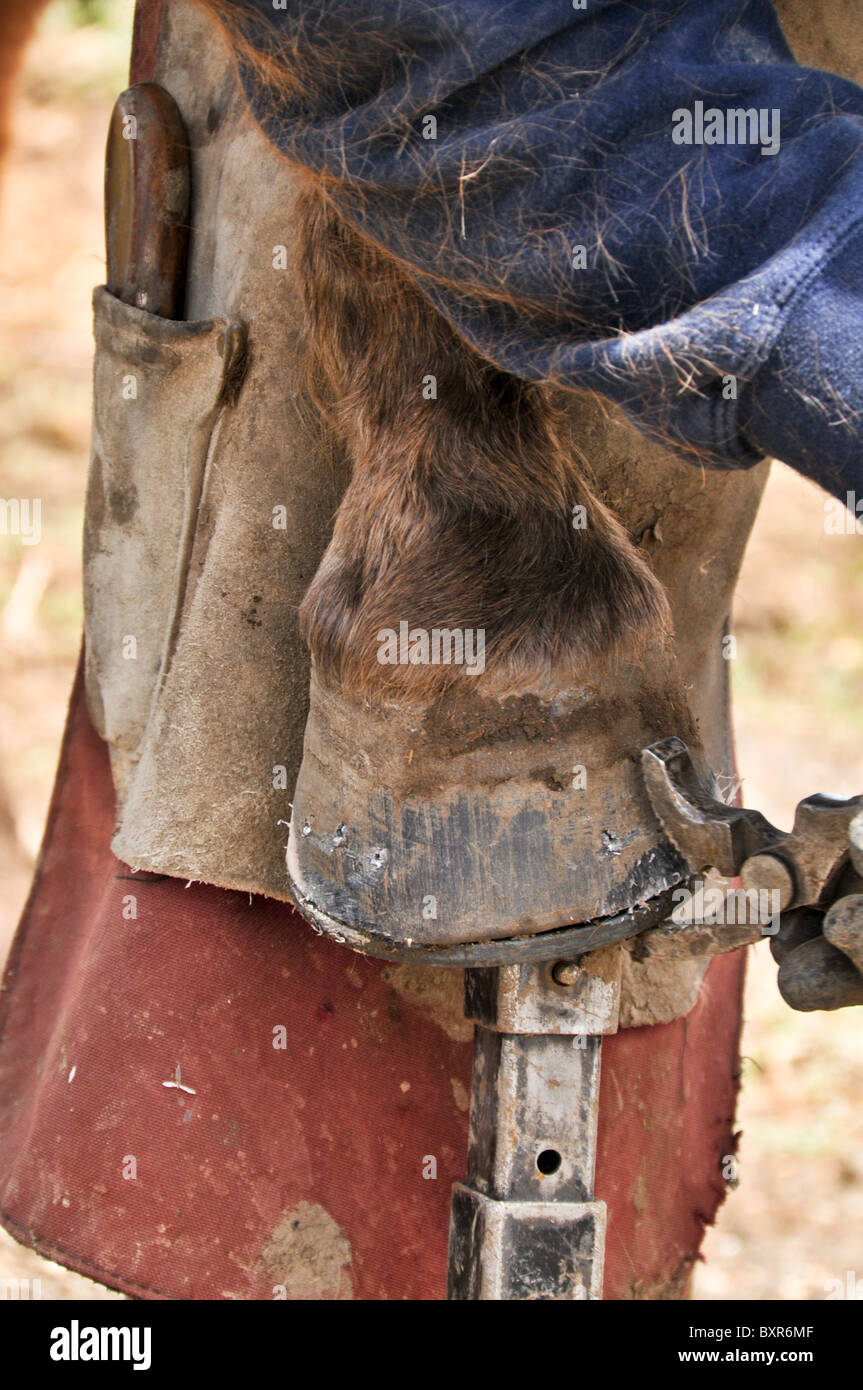Ferrier Bending Down Horseshoe Nails on Hoof, Denver, Colorado Stock
