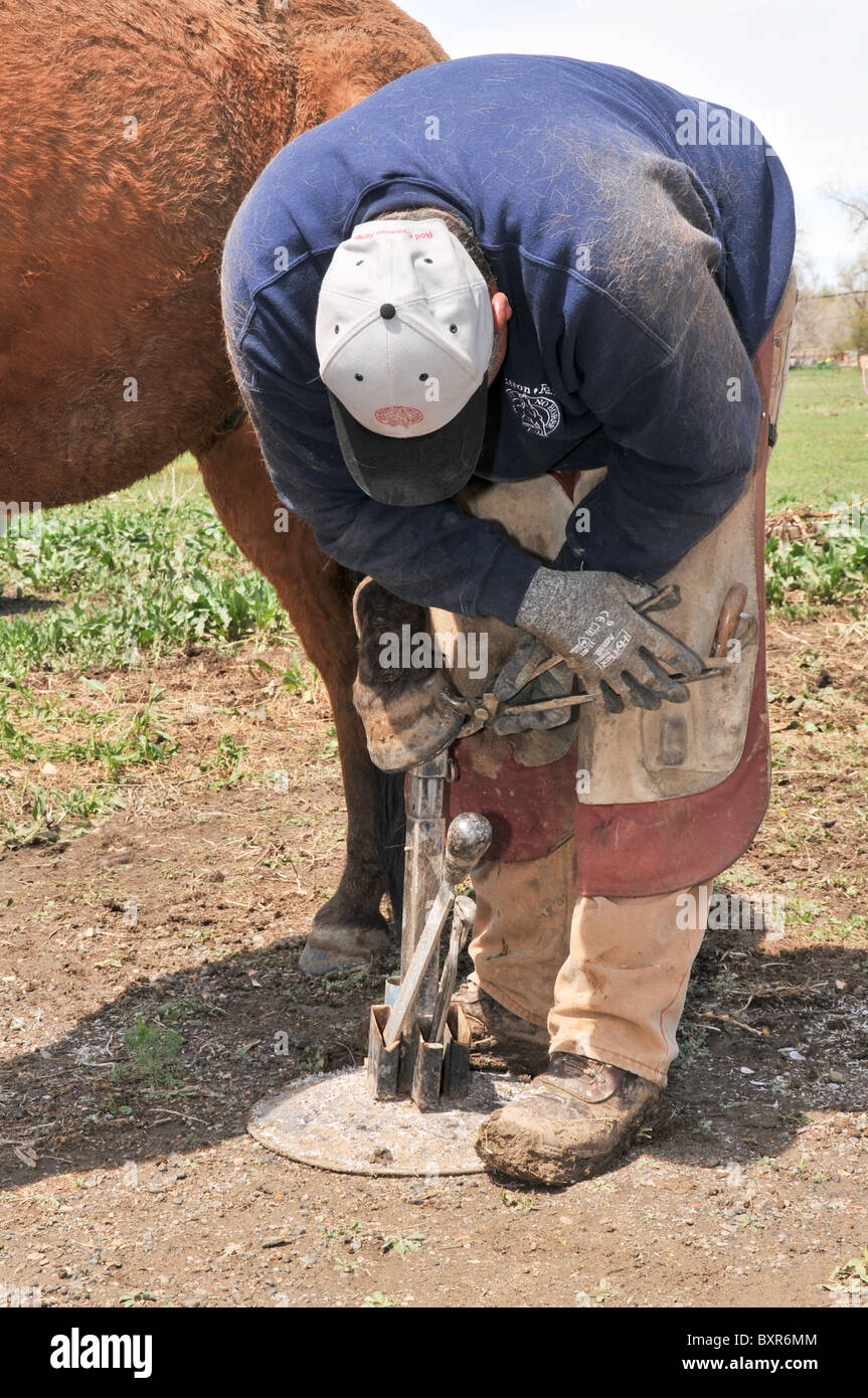 Ferrier Bending Horseshoe Nails on Hoof, Denver, Colorado Stock Photo